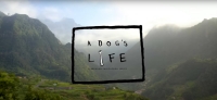 A Dog's Life Diaries - S1E1 Madeira Brendan Fairclough